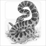 Eastern Massasauga