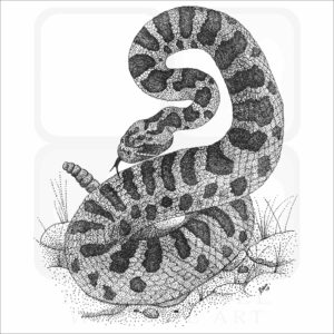 Eastern Massasauga