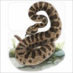 Eastern Massasauga illustration
