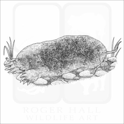 Eastern Mole