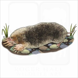Eastern Mole illustration