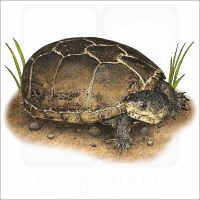Eastern Mud Turtle illustration