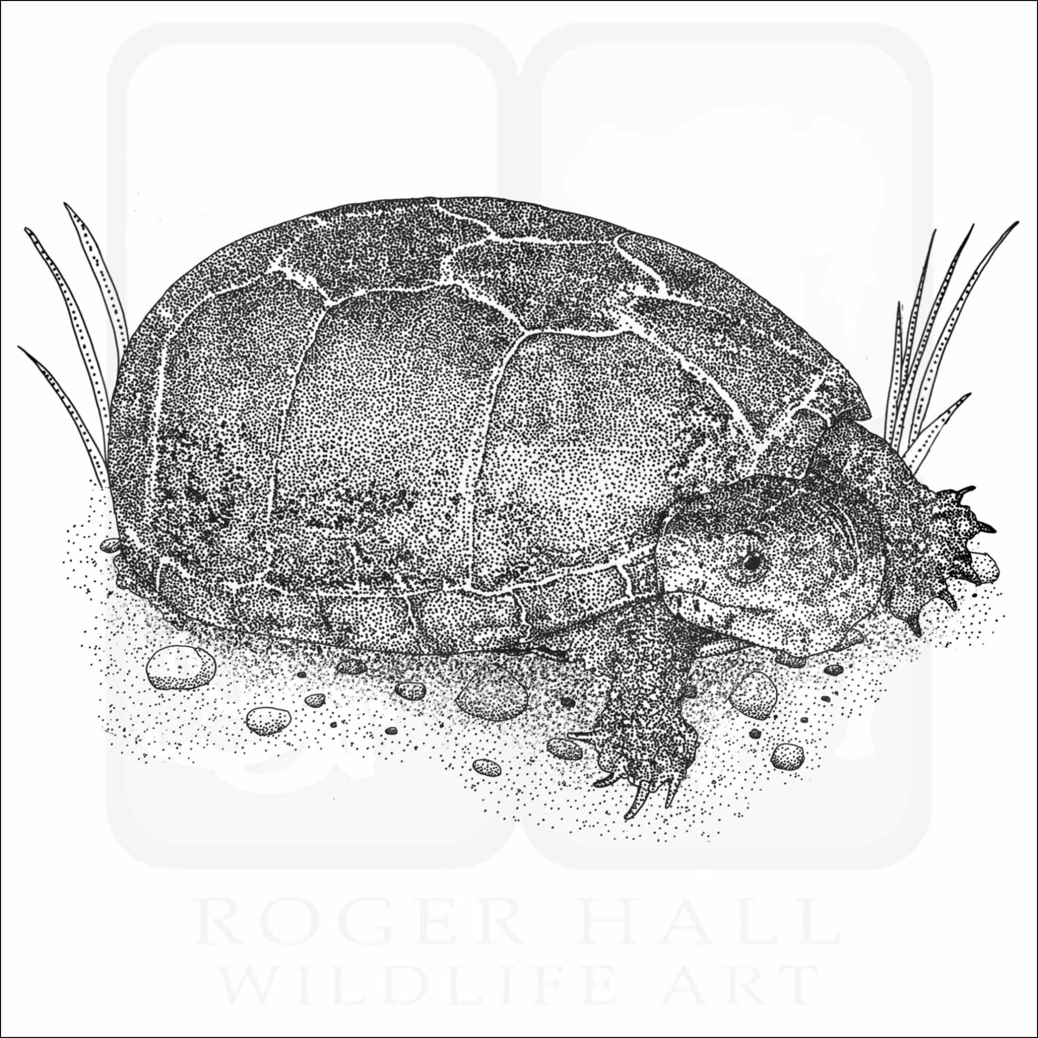 Eastern Mud Turtle - Signed Fine Art Print – inkart