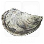 Eastern Oyster illustration