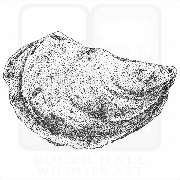 Eastern Oyster