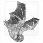 Eastern Red Bat