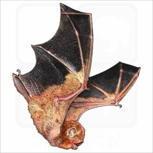 Eastern Red Bat illustration