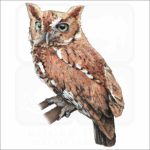Eastern Screech Owl illustration