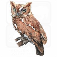 Eastern Screech Owl illustration