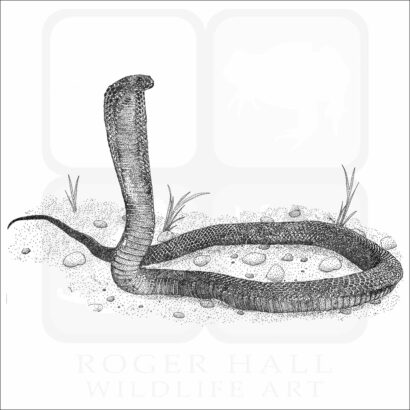 Egyptian Cobra