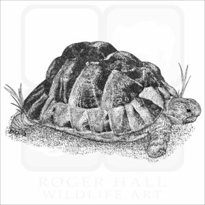 Egyptian Tortoise