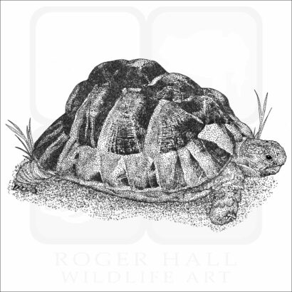 Egyptian Tortoise