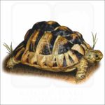 Egyptian Tortoise illustration