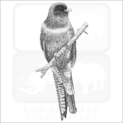 Elegant Trogon