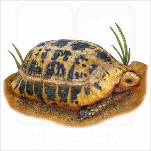 Elongated Tortoise illustration