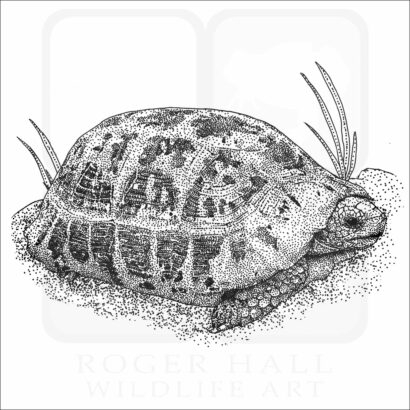 Elongated Tortoise