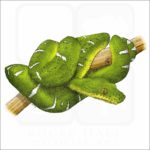 Emerald Boa illustration