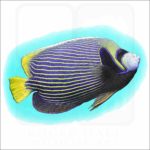 Emperor Angelfish illustration