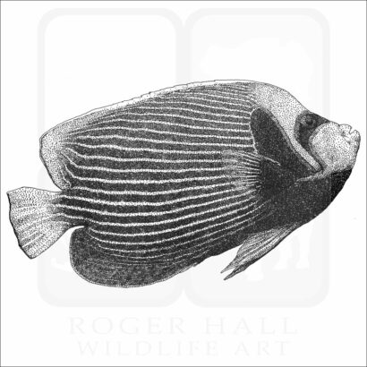 Emperor Angelfish