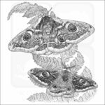 Emperor Moths