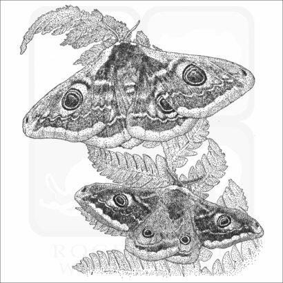Emperor Moths
