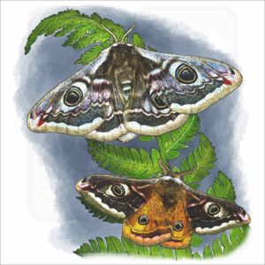 Emperor Moths illustration