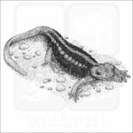 Emperor Newt - Signed Fine Art Print - Image 2