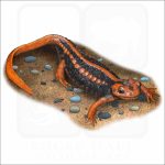 Emperor Newt illustration