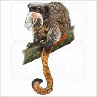 Emperor Tamarin illustration