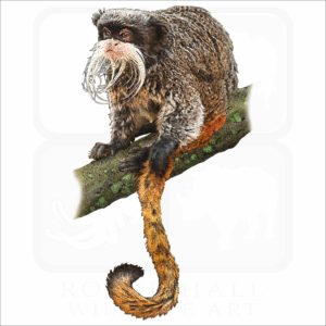 Emperor Tamarin illustration