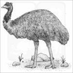 emu