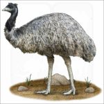 Emu Illustration