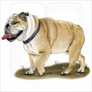 English Bulldog illustration