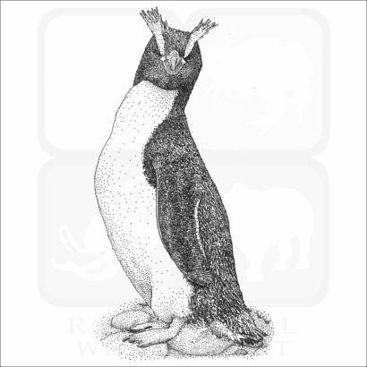 Erect Crested Penguin