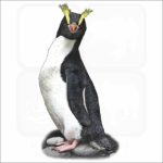 Erect Crested Penguin illustration