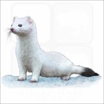 Ermine or Short-Tailed Weasel illustration