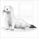 Ermine or Short-Tailed Weasel