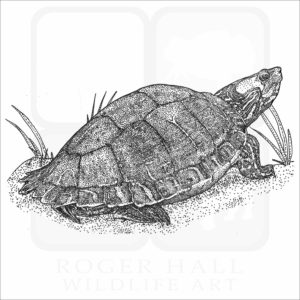 Escambia Map Turtle