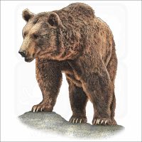 Eurasian Brown Bear illustration