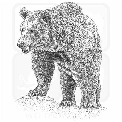 Eurasian Brown Bear