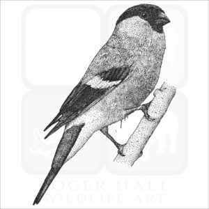 Eurasian Bullfinch