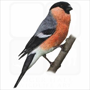 Eurasian Bullfinch illustration