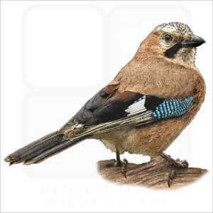 Eurasian Jay illustration