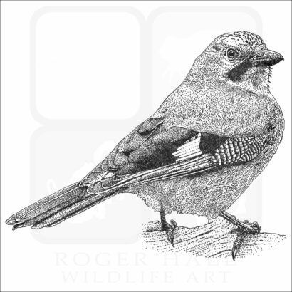 Eurasian Jay