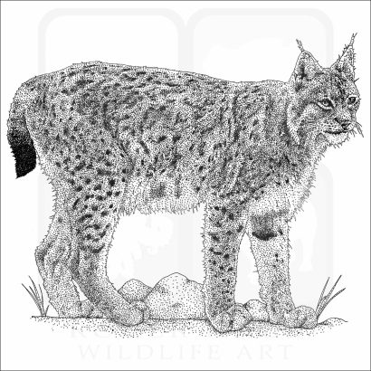 Eurasian Lynx