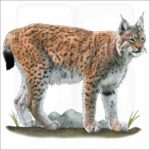 Eurasian Lynx illustration