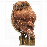 Eurasian Pygmy Owl illustration