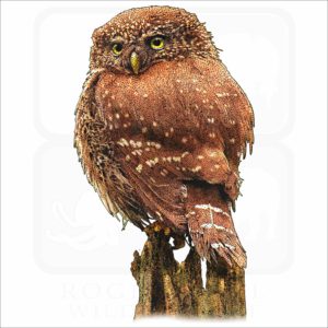 Eurasian Pygmy Owl illustration