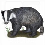 European Badger illustration