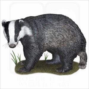 European Badger illustration